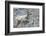 Rocky Mountain Bighorn Sheep, Ewe with Twin Lambs-Ken Archer-Framed Photographic Print