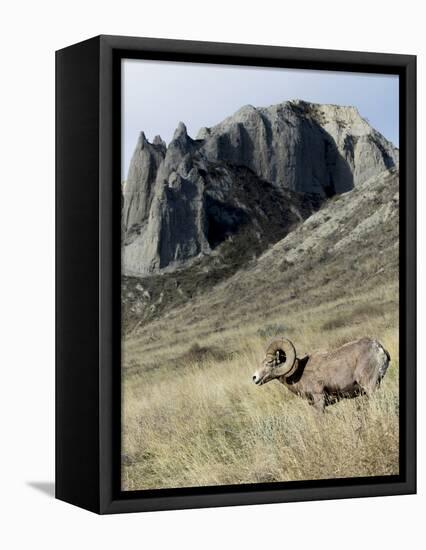 Rocky Mountain bighorn sheep grazing in grasslands. Mature rams.-Richard Wright-Framed Premier Image Canvas