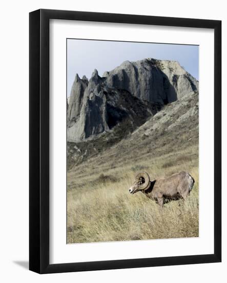 Rocky Mountain bighorn sheep grazing in grasslands. Mature rams.-Richard Wright-Framed Photographic Print