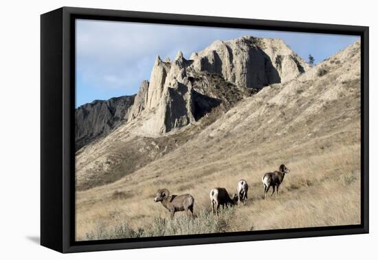 Rocky Mountain bighorn sheep grazing in grasslands. Mature rams.-Richard Wright-Framed Premier Image Canvas