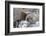 Rocky Mountain Bighorn Sheep in Jasper National Park, Alberta, Canada-Richard Wright-Framed Photographic Print