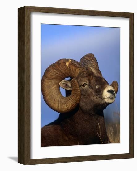 Rocky Mountain Bighorn Sheep, Jasper National Park, Alberta, Canada-Lynn M. Stone-Framed Photographic Print