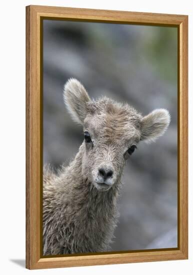 Rocky Mountain Bighorn Sheep Lamb-Ken Archer-Framed Premier Image Canvas