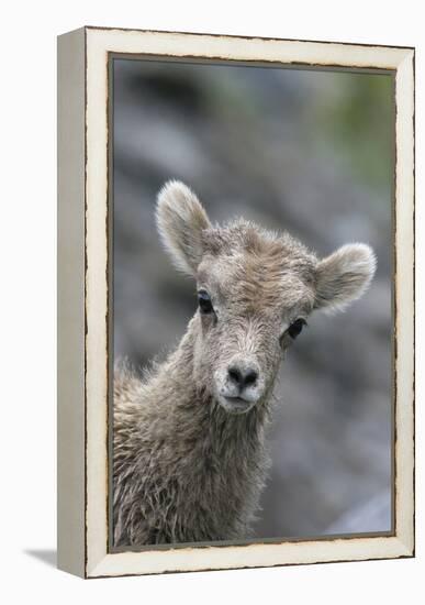 Rocky Mountain Bighorn Sheep Lamb-Ken Archer-Framed Premier Image Canvas