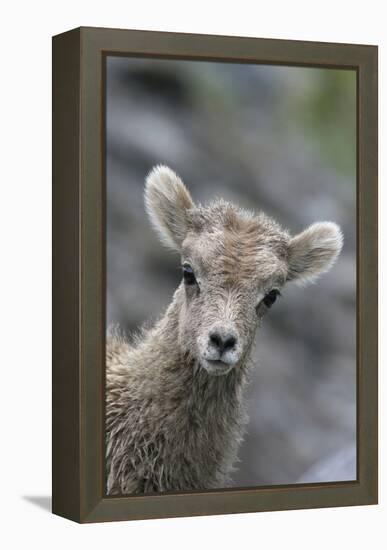 Rocky Mountain Bighorn Sheep Lamb-Ken Archer-Framed Premier Image Canvas