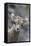 Rocky Mountain Bighorn Sheep Lamb-Ken Archer-Framed Premier Image Canvas