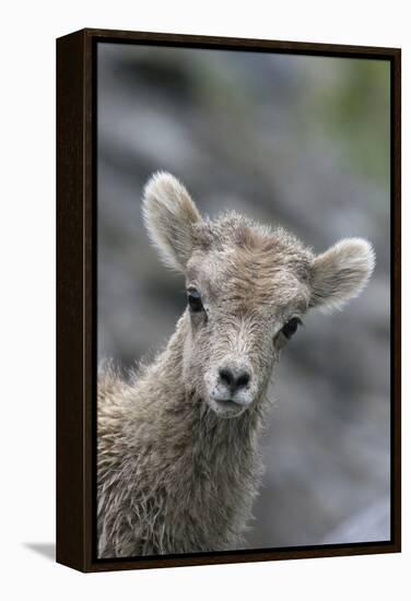 Rocky Mountain Bighorn Sheep Lamb-Ken Archer-Framed Premier Image Canvas