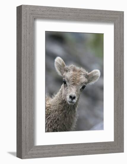 Rocky Mountain Bighorn Sheep Lamb-Ken Archer-Framed Photographic Print