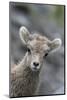 Rocky Mountain Bighorn Sheep Lamb-Ken Archer-Mounted Photographic Print