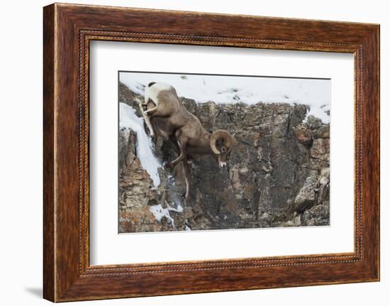 Rocky Mountain bighorn sheep, navigating winter cliff side-Ken Archer-Framed Photographic Print