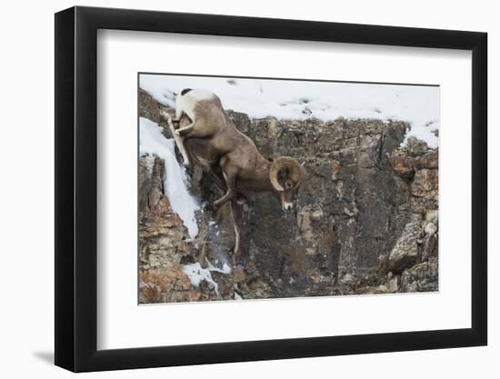 Rocky Mountain bighorn sheep, navigating winter cliff side-Ken Archer-Framed Photographic Print