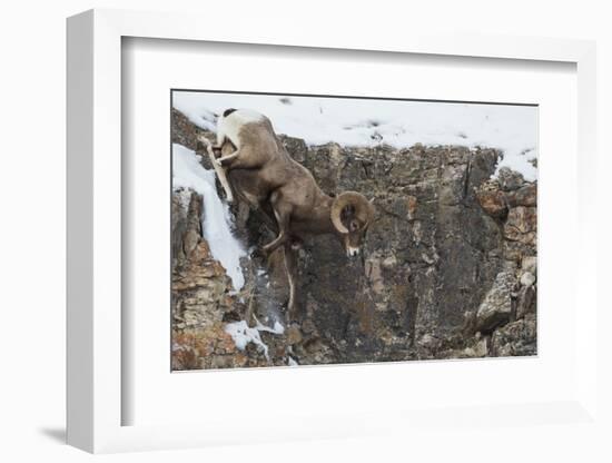 Rocky Mountain bighorn sheep, navigating winter cliff side-Ken Archer-Framed Photographic Print