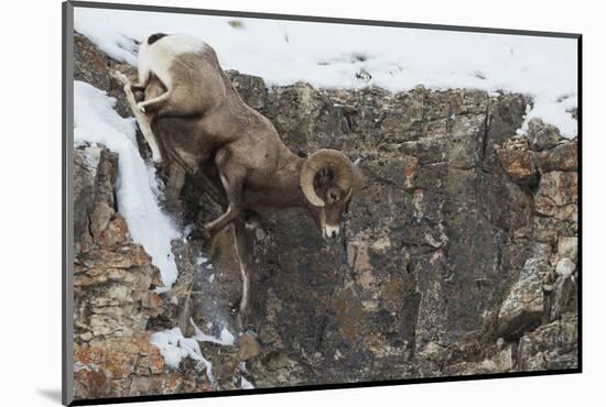 Rocky Mountain bighorn sheep, navigating winter cliff side-Ken Archer-Mounted Photographic Print