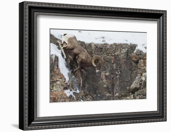 Rocky Mountain bighorn sheep, navigating winter cliff side-Ken Archer-Framed Photographic Print