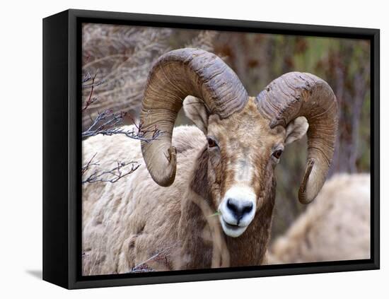 Rocky Mountain Bighorn Sheep Near Radium, B.C-Richard Wright-Framed Premier Image Canvas