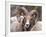 Rocky Mountain Bighorn Sheep Near Radium, B.C-Richard Wright-Framed Photographic Print