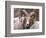 Rocky Mountain Bighorn Sheep Near Radium, B.C-Richard Wright-Framed Photographic Print