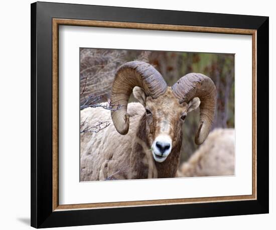 Rocky Mountain Bighorn Sheep Near Radium, B.C-Richard Wright-Framed Photographic Print