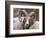 Rocky Mountain Bighorn Sheep Near Radium, B.C-Richard Wright-Framed Photographic Print