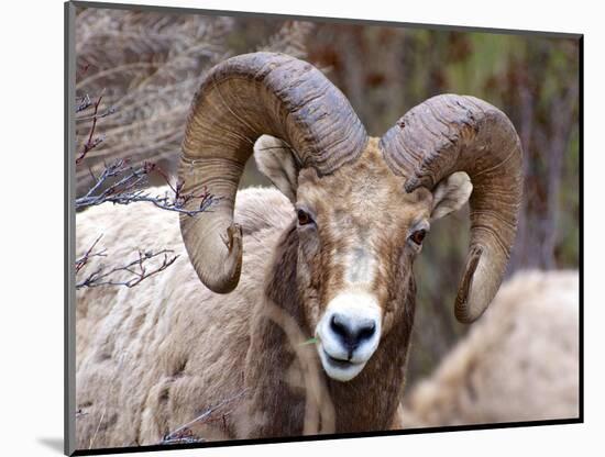 Rocky Mountain Bighorn Sheep Near Radium, B.C-Richard Wright-Mounted Photographic Print