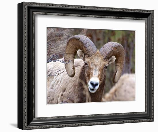 Rocky Mountain Bighorn Sheep Near Radium, B.C-Richard Wright-Framed Photographic Print