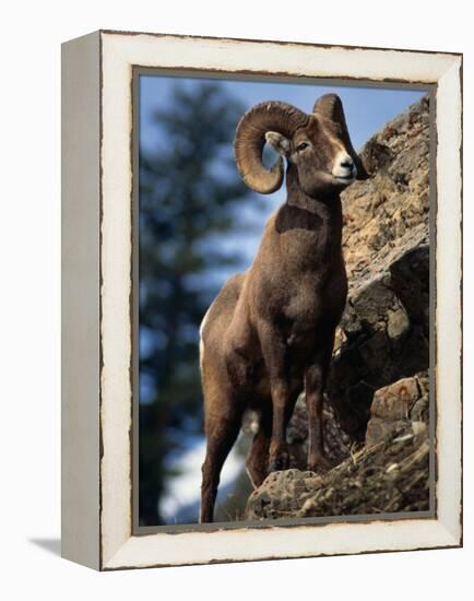 Rocky Mountain Bighorn Sheep on Side of Mountain, Yellowstone National Park, USA-Carol Polich-Framed Premier Image Canvas