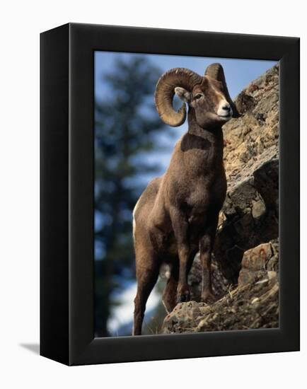 Rocky Mountain Bighorn Sheep on Side of Mountain, Yellowstone National Park, USA-Carol Polich-Framed Premier Image Canvas