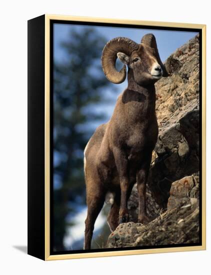 Rocky Mountain Bighorn Sheep on Side of Mountain, Yellowstone National Park, USA-Carol Polich-Framed Premier Image Canvas