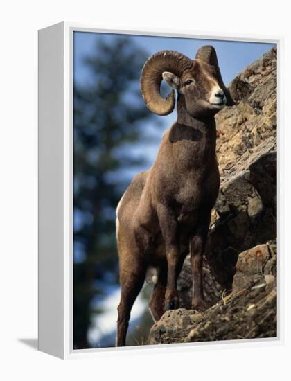 Rocky Mountain Bighorn Sheep on Side of Mountain, Yellowstone National Park, USA-Carol Polich-Framed Premier Image Canvas