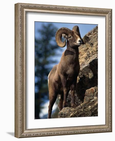 Rocky Mountain Bighorn Sheep on Side of Mountain, Yellowstone National Park, USA-Carol Polich-Framed Photographic Print