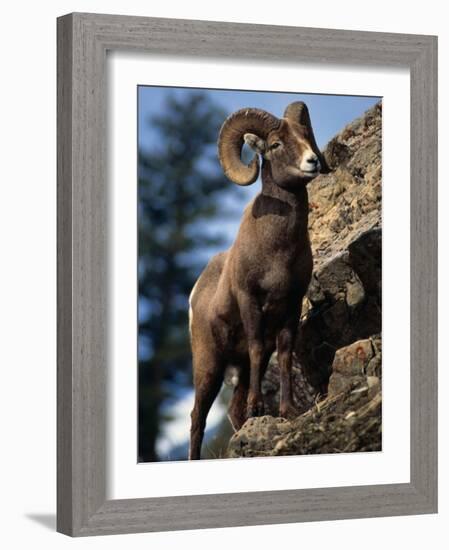 Rocky Mountain Bighorn Sheep on Side of Mountain, Yellowstone National Park, USA-Carol Polich-Framed Photographic Print