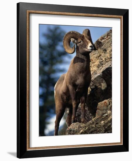 Rocky Mountain Bighorn Sheep on Side of Mountain, Yellowstone National Park, USA-Carol Polich-Framed Photographic Print