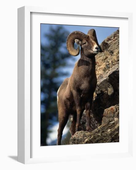 Rocky Mountain Bighorn Sheep on Side of Mountain, Yellowstone National Park, USA-Carol Polich-Framed Photographic Print