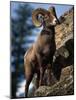 Rocky Mountain Bighorn Sheep on Side of Mountain, Yellowstone National Park, USA-Carol Polich-Mounted Photographic Print