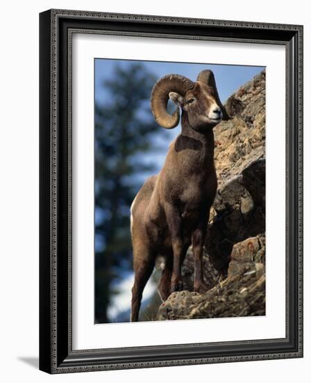 Rocky Mountain Bighorn Sheep on Side of Mountain, Yellowstone National Park, USA-Carol Polich-Framed Photographic Print