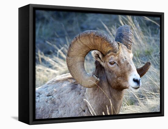 Rocky Mountain Bighorn Sheep, Ovis Canadensis Canadensis, B.C, Canada-Richard Wright-Framed Premier Image Canvas