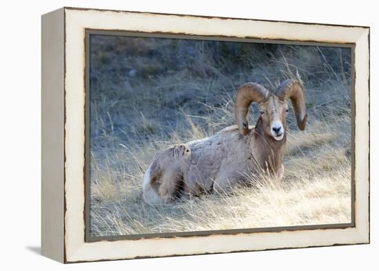 Rocky Mountain Bighorn Sheep, Ovis Canadensis Canadensis, B.C, Canada-Richard Wright-Framed Premier Image Canvas