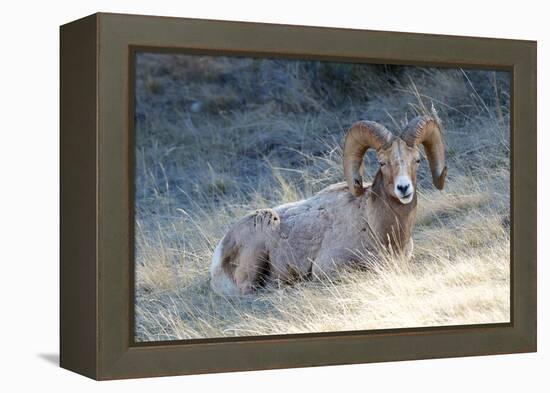 Rocky Mountain Bighorn Sheep, Ovis Canadensis Canadensis, B.C, Canada-Richard Wright-Framed Premier Image Canvas