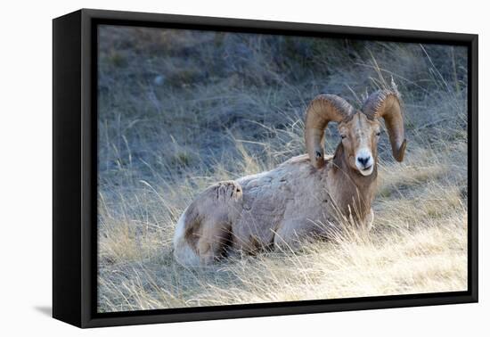 Rocky Mountain Bighorn Sheep, Ovis Canadensis Canadensis, B.C, Canada-Richard Wright-Framed Premier Image Canvas