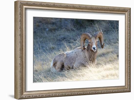 Rocky Mountain Bighorn Sheep, Ovis Canadensis Canadensis, B.C, Canada-Richard Wright-Framed Photographic Print