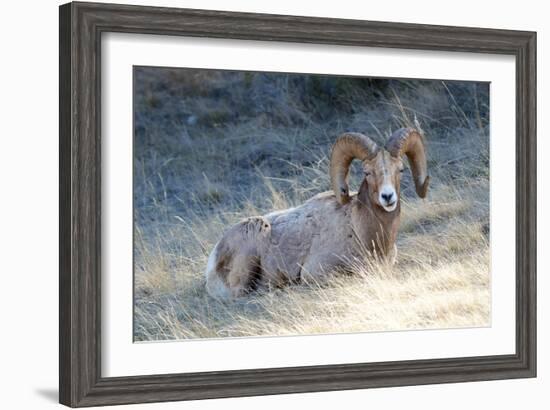 Rocky Mountain Bighorn Sheep, Ovis Canadensis Canadensis, B.C, Canada-Richard Wright-Framed Photographic Print