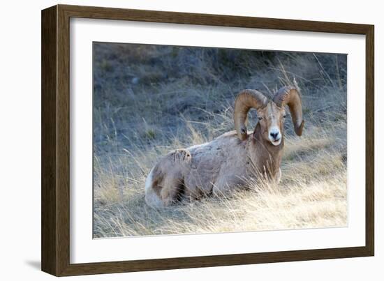 Rocky Mountain Bighorn Sheep, Ovis Canadensis Canadensis, B.C, Canada-Richard Wright-Framed Photographic Print