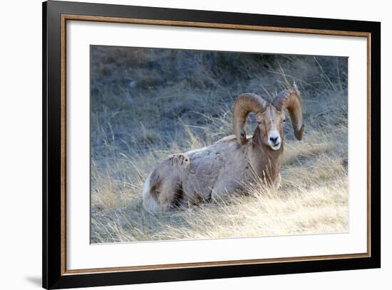 Rocky Mountain Bighorn Sheep, Ovis Canadensis Canadensis, B.C, Canada-Richard Wright-Framed Photographic Print