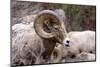 Rocky Mountain Bighorn Sheep, Ovis Canadensis Canadensis, B.C, Canada-Richard Wright-Mounted Photographic Print