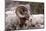 Rocky Mountain Bighorn Sheep, Ovis Canadensis Canadensis, B.C, Canada-Richard Wright-Mounted Photographic Print