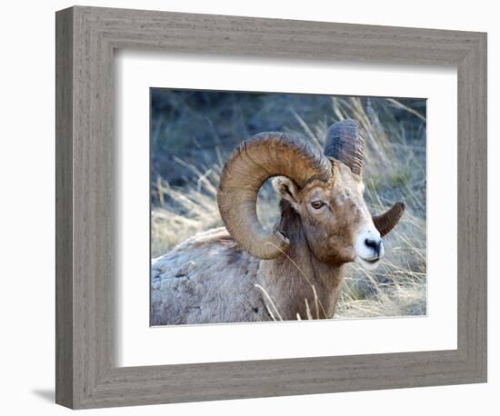 Rocky Mountain Bighorn Sheep, Ovis Canadensis Canadensis, B.C, Canada-Richard Wright-Framed Photographic Print