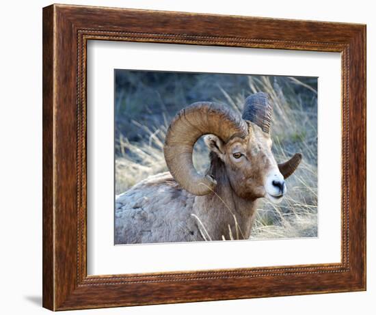 Rocky Mountain Bighorn Sheep, Ovis Canadensis Canadensis, B.C, Canada-Richard Wright-Framed Photographic Print