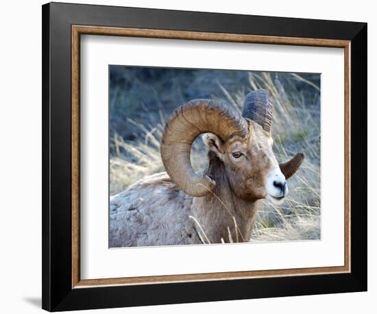 Rocky Mountain Bighorn Sheep, Ovis Canadensis Canadensis, B.C, Canada-Richard Wright-Framed Photographic Print