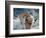 Rocky Mountain Bighorn Sheep, Ovis Canadensis Canadensis, B.C, Canada-Richard Wright-Framed Photographic Print