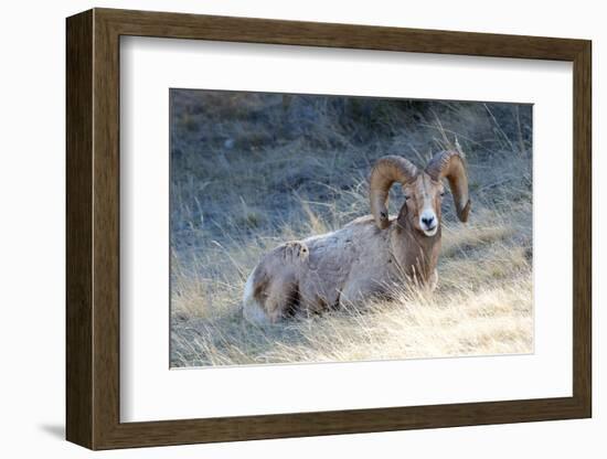 Rocky Mountain Bighorn Sheep, Ovis Canadensis Canadensis, B.C, Canada-Richard Wright-Framed Photographic Print